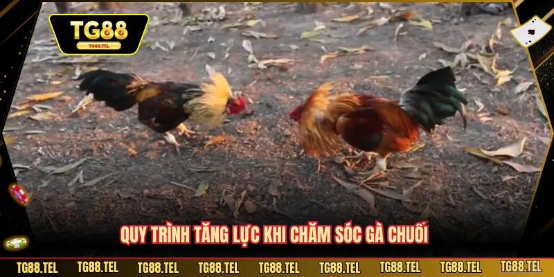 Cách Chăm Sóc Gà Chuối - Cách TG88 Khiến Gà Sung Mãn Nhất 3 Quy trình tăng lực khi chăm sóc gà chuối